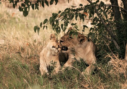 Etosha National Park Wildlife